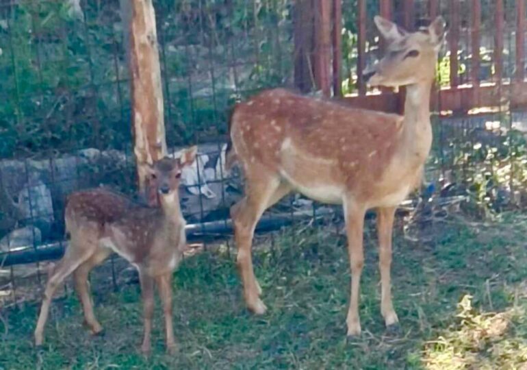 Castellammare, uno zoo nel giardino di casa con due cerbiatti e animali protetti: denunciato (IL VIDEO)